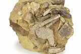 Fossil Hadrosaur Teeth, Tendon & Bone In Sandstone - Wyoming #227486-2